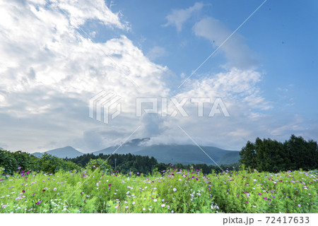 快晴の浅間山麓の真夏に白い雲が湧きコスモスが咲き誇る 72417633