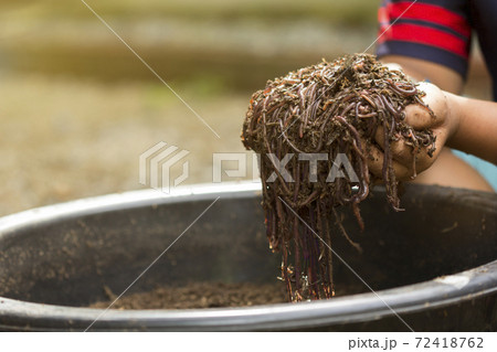 Child hands holding Fertile soil Child hands holding Fertile soil 72418762