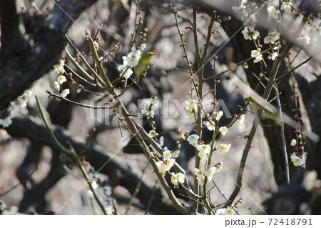 めじろ来て地鳴きにぎやか梅の里 めじろ来て地鳴きにぎやか梅の里 72418791