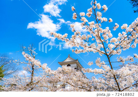 春の白石城と桜　【宮城県】 72418802