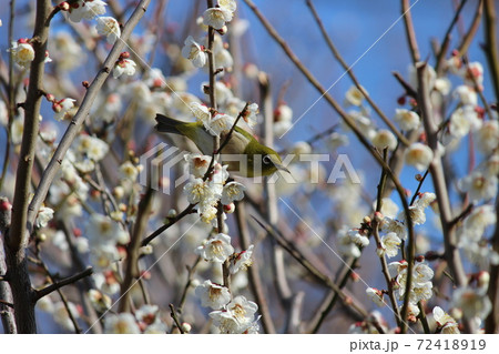 白梅の蜜を求めてメジロくる   白梅の蜜を求めてメジロくる   72418919