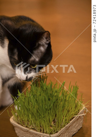 猫草を食べる白黒猫 猫草を食べる白黒猫 72418973