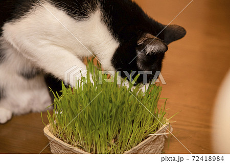 猫草を食べる白黒猫 猫草を食べる白黒猫 72418984