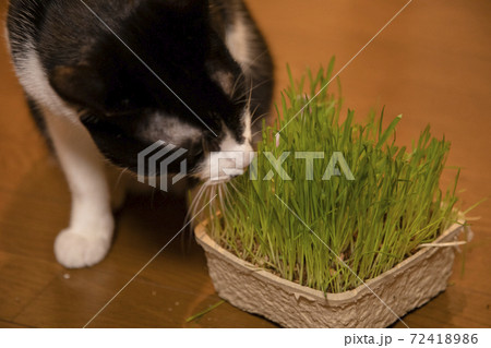 猫草を食べる白黒猫 72418986