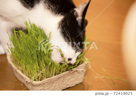 猫草を食べる白黒猫 猫草を食べる白黒猫 72419025