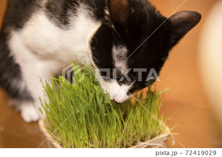 猫草を食べる白黒猫 猫草を食べる白黒猫 72419029