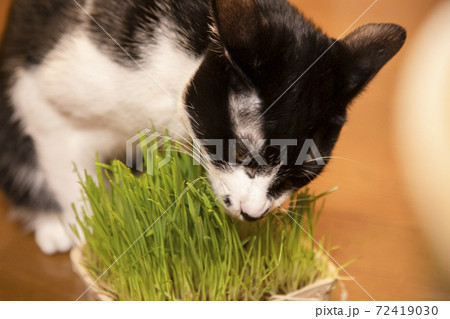 猫草を食べる白黒猫 猫草を食べる白黒猫 72419030