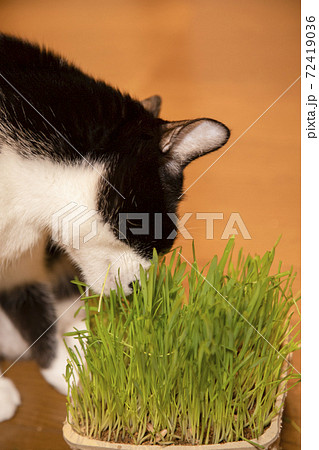 猫草を食べる白黒猫 72419036