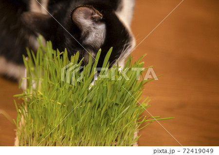 猫草を食べる白黒猫 72419049