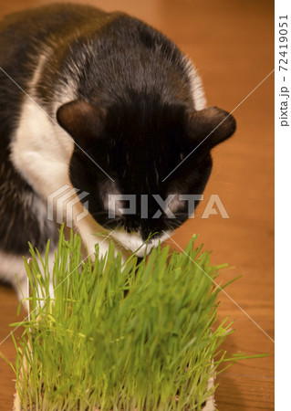 猫草を食べる白黒猫の写真素材
