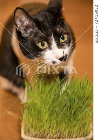 猫草を食べる白黒猫の写真素材