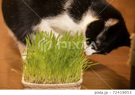 猫草を食べる白黒猫 72419053