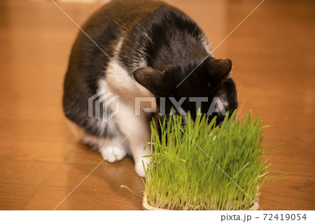 猫草を食べる白黒猫 72419054