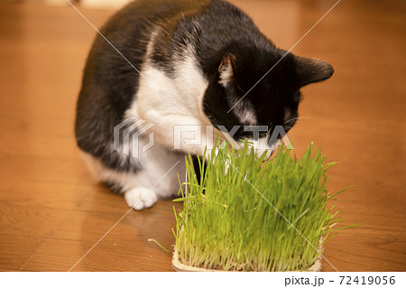 猫草を食べる白黒猫の写真素材
