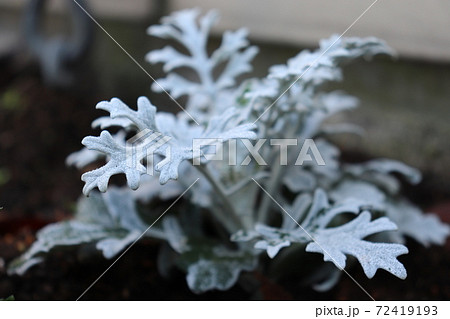霜降りる花壇の写真素材