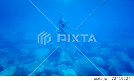 野生のイルカ　御蔵島 72419224