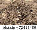 ジャガイモ　植え付け 72419486
