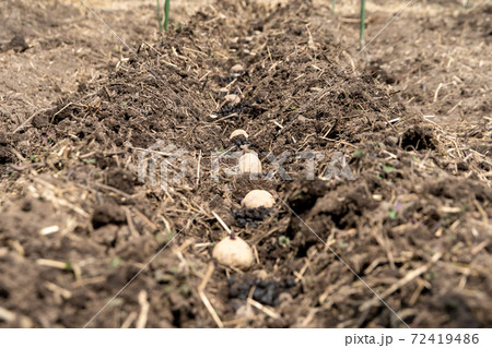 ジャガイモ　植え付け 72419486