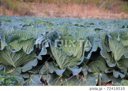 晩秋のキャベツ畑 72419510