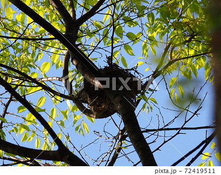 高い木の上の野鳥の巣 72419511