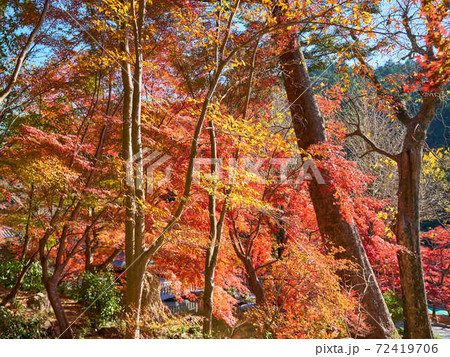 紅葉 紅葉 72419706