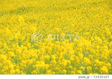 兵庫県 淡路市 黄色一面の花畑の写真素材