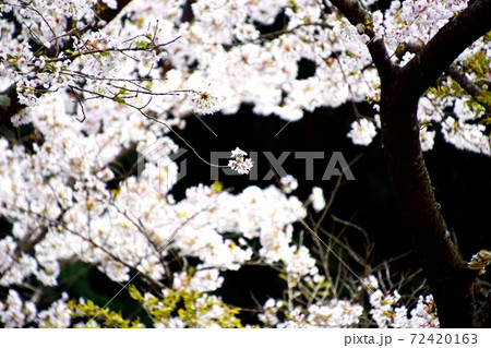 【兵庫県 丹波市】満開のさくら 72420163