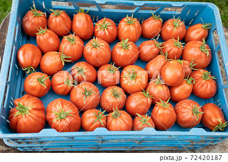 freshly picked red tomatoes in a crate freshly picked red tomatoes in a crate 72420187
