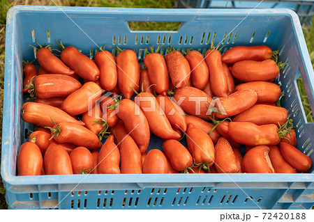 freshly picked red tomatoes in a crate 72420188