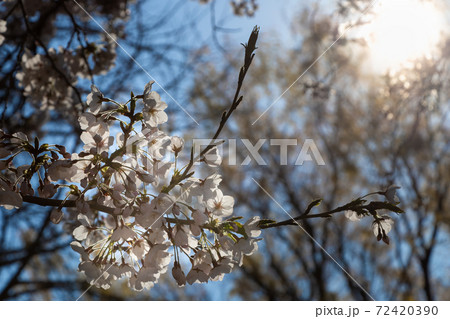青空を背景に陽の射し込む木陰に咲く桜の花 72420390