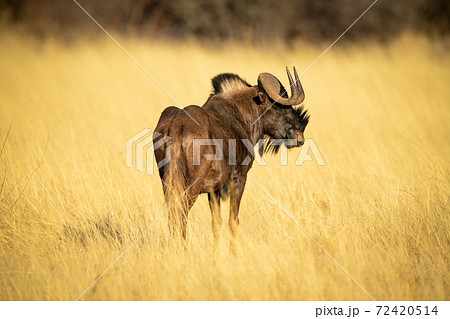 Black wildebeest stands in grass turning head 72420514