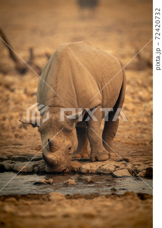 Black rhino stands drinking from rocky waterhole Black rhino stands drinking from rocky waterhole 72420732