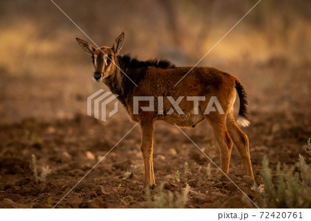 Baby sable antelope stands on muddy ground 72420761
