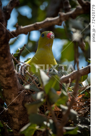 African green-pigeon nests in branches with chick African green-pigeon nests in branches with chick 72420779