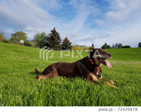 自然の中で座っている犬 72420878