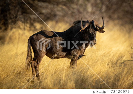 Black wildebeest stands staring in long grass 72420975