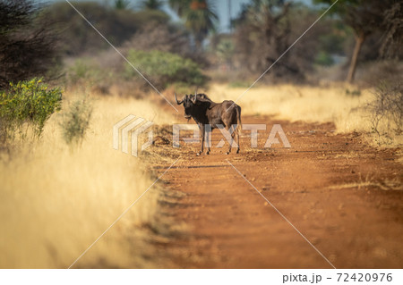 Black wildebeest stands on track looking round 72420976