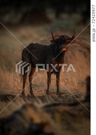 Black wildebeest stands showing teeth while barking 72420977