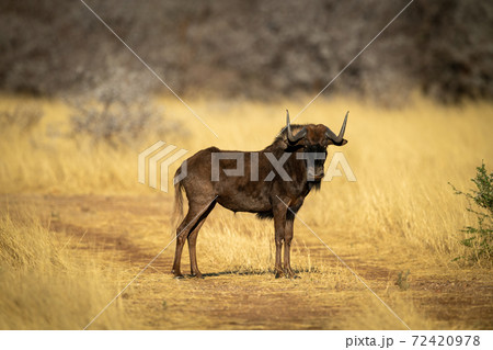 Black wildebeest stands on track eyeing camera 72420978