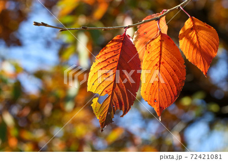 枯れ葉の写真素材