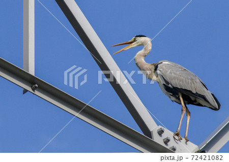 鉄塔で叫ぶアオサギ 鉄塔で叫ぶアオサギ 72421082