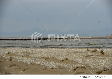 海 鳥 ビーチ 72421388