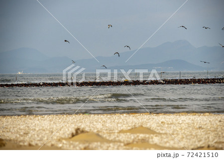 海 千鳥 鳥 72421510