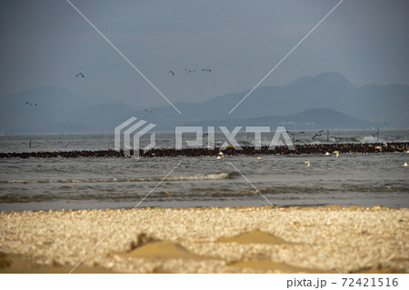 海 鳥 ビーチ 72421516