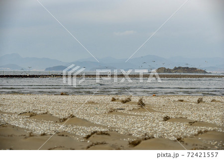 海 鳥 ビーチ 72421557