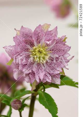 クリスマスローズ 72421589