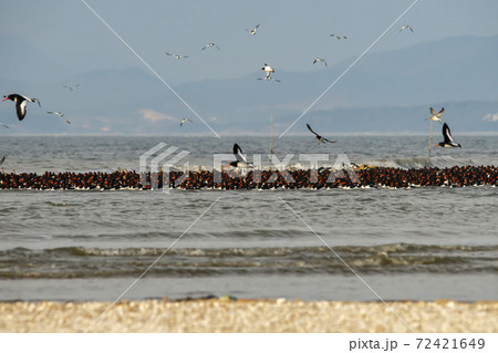 海 千鳥 鳥 72421649