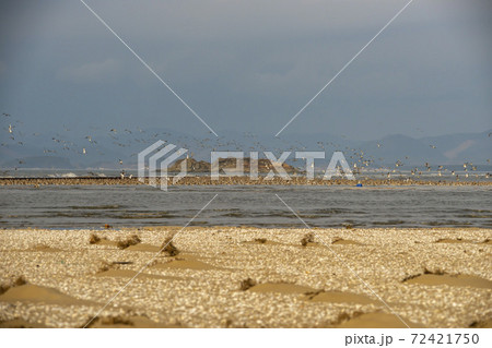 海 鳥 ビーチ 72421750