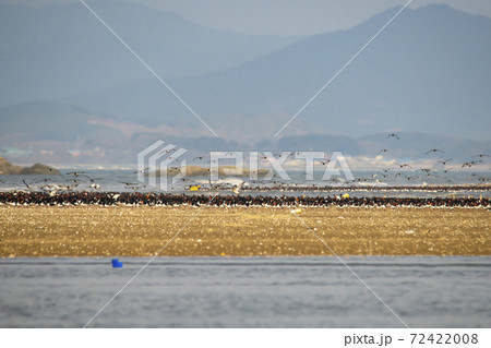 海 黄海 多数 72422008