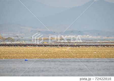 海 鳥 ビーチ 72422010